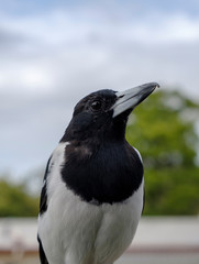 Naklejka premium Pied Butcherbird