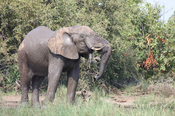 Afrikanischer Elefant / African elephant / Loxodonta africana