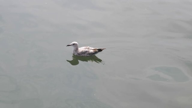 Single brown and white seagull paddling in the ocean CLOSE UP
