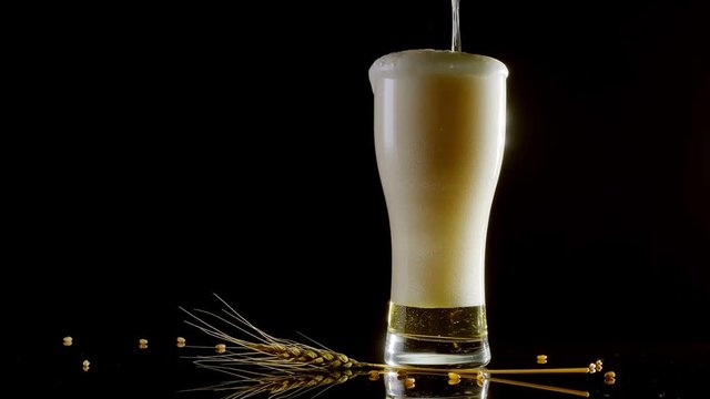 Beer is poured into a glass on a black background. foam flows down  Toby on mirror surface.