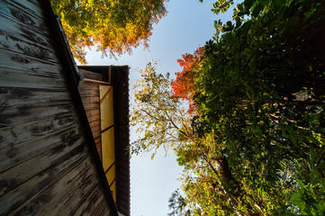 木造建築と樹木の隙間の青空