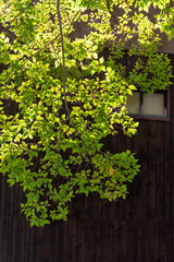 木造建築の前に垂れ下がる植物