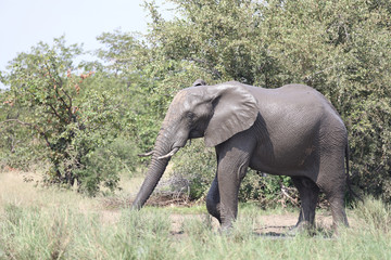 Afrikanischer Elefant / African elephant / Loxodonta africana