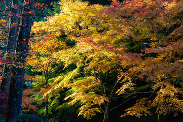 日光で鮮やかな黄色に輝いている紅葉