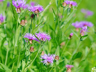 Blühende Wiesenflockenblume, Centaurea jacea
