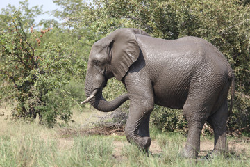 Obraz premium Afrikanischer Elefant / African elephant / Loxodonta africana