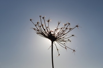 sky,flower