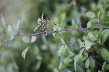 Summer vegetation in a park