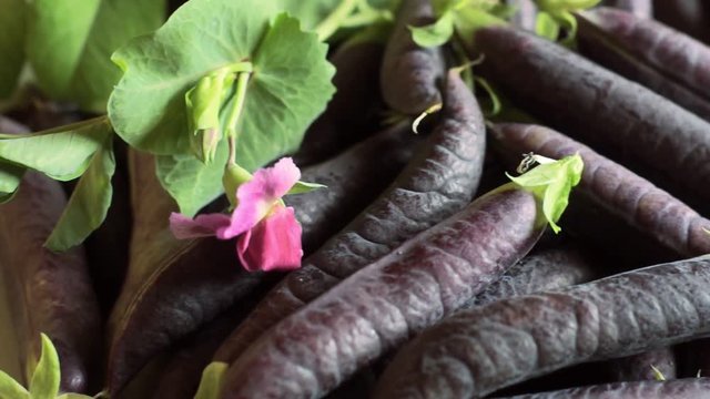 Harvest of dark purple peas in a bowl on a farm. Agricultural concept, farming season