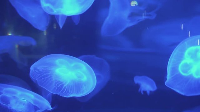 fluorescent jellyfish swimming in an aquarium pool. transparent jellyfish underwater shots with a glowing jellyfish. Jellyfish swimming loop green