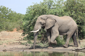 Fototapeta premium Afrikanischer Elefant / African elephant / Loxodonta africana