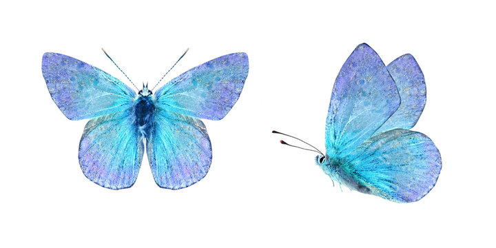 Set - two beautiful blue with purple butterflies isolated on white background. Butterfly with spread wings and in flight.