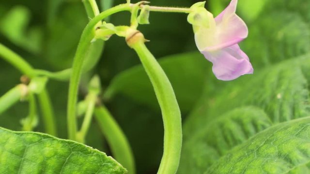A pod and a flower on a young haricot bean bush in the garden. Agricultural concept, farming season