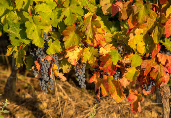 Morning light in the vineyards of Saint Georges de Montagne near Saint Emilion, Gironde, France