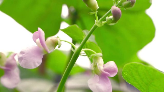 Flowering branch on a young bean bush in the garden. Agricultural concept, farming season