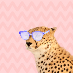Stylish. Leopard in the sunglasses on trendy coral background. Fashion. Negative space to insert...