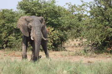 Afrikanischer Elefant / African elephant / Loxodonta africana