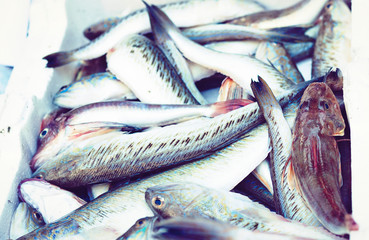 Fresh fish for sale in the fish market Pescheria of Catania, Sicily, Italy.