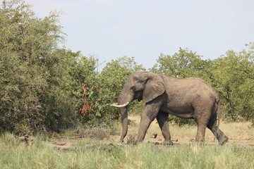 Obraz premium Afrikanischer Elefant / African elephant / Loxodonta africana