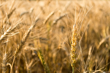 Golden ears of wheat on the field. Autumn mood. Spikes of rye