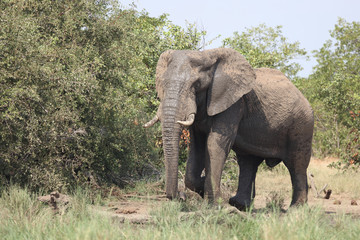 Fototapeta premium Afrikanischer Elefant / African elephant / Loxodonta africana