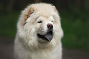 Chow-chow puppy in summer forest
