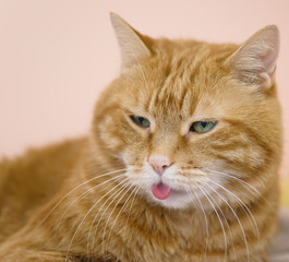 Lovely cat looking somewhere and showing its tongue.