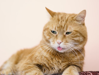 Lovely cat looking somewhere and showing its tongue.