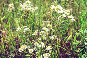 wildflowers with green leaves texture background in sunny day, plants on a meadow.