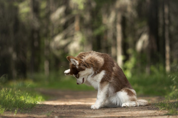 Naklejka na ściany i meble Siberian husky puppy in pine forest