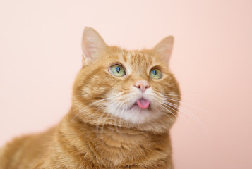 Lovely cat looking somewhere and showing its tongue.