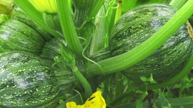 Ripe round zucchini on a bush in the garden. Agricultural concept, harvest season