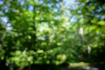 Natural green bokeh abstract background.