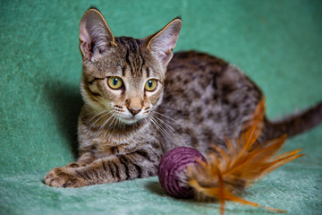 Fototapeta na wymiar Savannah cat lying on a turquoise background