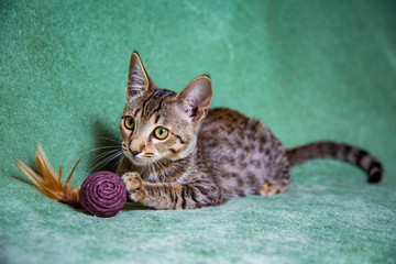 Savannah cat lying on a turquoise background