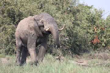 Afrikanischer Elefant / African elephant / Loxodonta africana