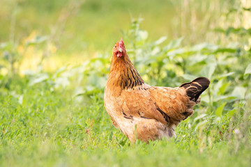 chicken on grass