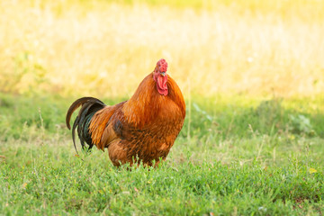 cock on the grass