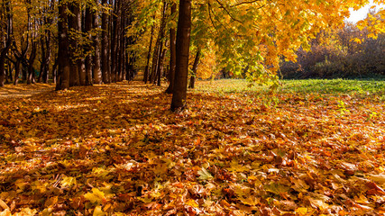 landscape with autumn trees and fallen leaves