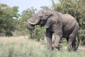 Fototapeta premium Afrikanischer Elefant / African elephant / Loxodonta africana
