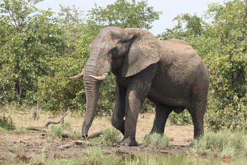 Afrikanischer Elefant / African elephant / Loxodonta africana