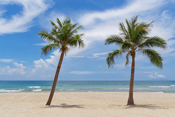 Fototapeta na wymiar Two palms on a beautiful sandy beach on sunny day