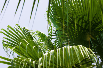 Palm leaves against the bright blue sky