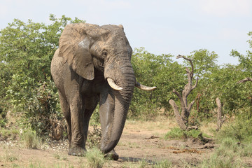 Fototapeta premium Afrikanischer Elefant / African elephant / Loxodonta africana