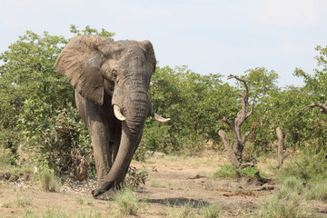 Afrikanischer Elefant / African elephant / Loxodonta africana