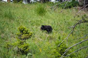 Young black bear cub wandering in Yellowstone National Park, Wyoming, USA