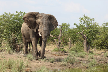 Afrikanischer Elefant / African elephant / Loxodonta africana
