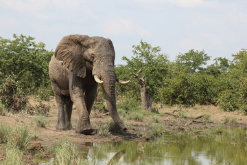Afrikanischer Elefant / African elephant / Loxodonta africana