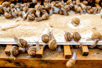 Lots of snails on a special shelves with feed on a farm for snails growing, close-up view