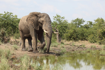 Fototapeta premium Afrikanischer Elefant / African elephant / Loxodonta africana